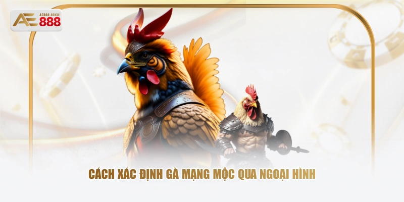 Cách xác định gà mạng Mộc qua ngoại hình 