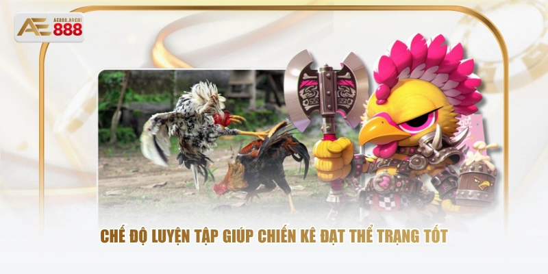 Chế độ luyện tập giúp chiến kê đạt thể trạng tốt