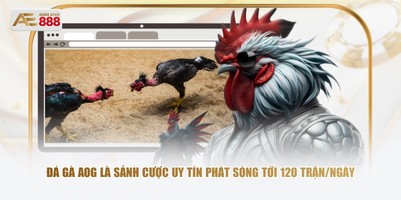 Đá gà AOG là sảnh cược uy tín phát sóng tới 120 trận/ngày