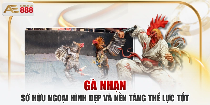Gà Nhạn Sở Hữu Ngoại Hình Đẹp Và Nền Tảng Thể Lực Tốt 