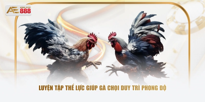 Luyện tập thể lực giúp gà chọi duy trì phong độ