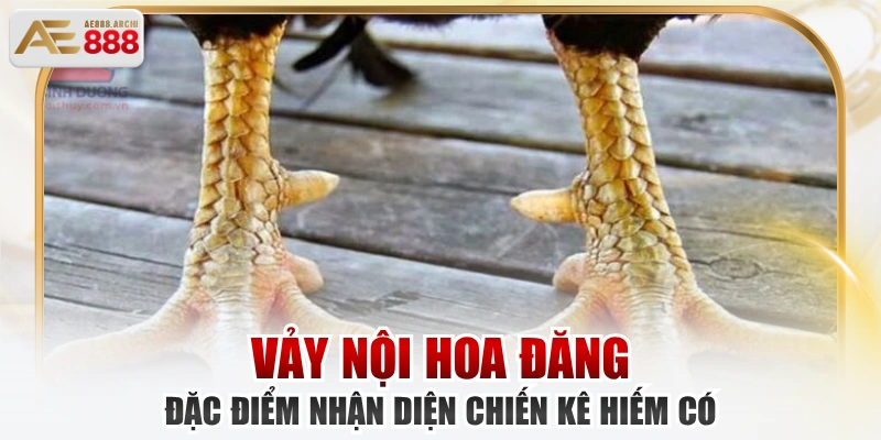 Vảy Nội Hoa Đăng - Đặc Điểm Nhận Diện Chiến Kê Hiếm Có